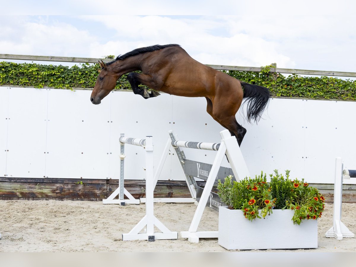 Caballo de Holstein Semental 3 años 171 cm Castaño in Waddinxveen