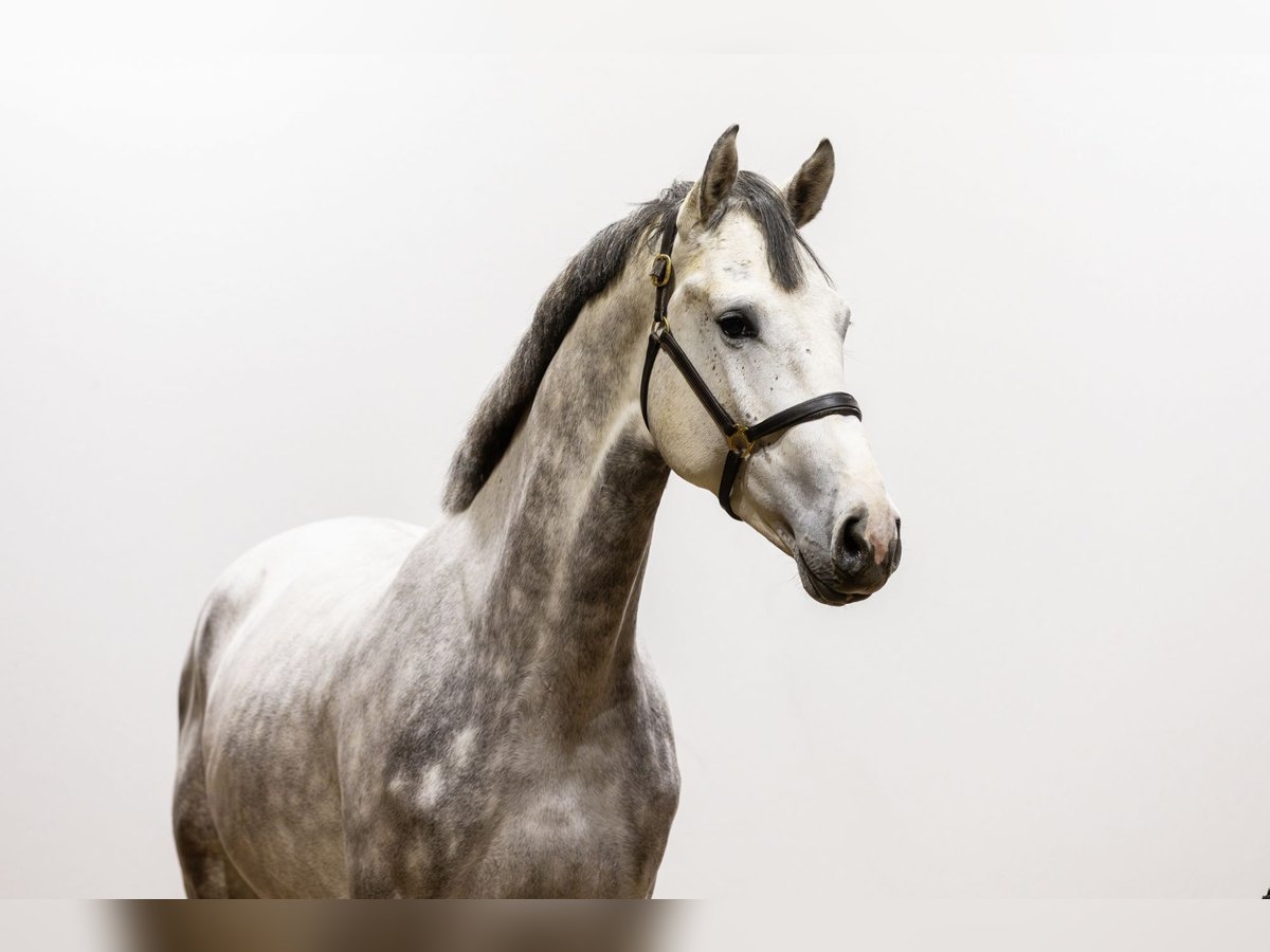 Caballo de Holstein Semental 3 años 177 cm Musgo in Waddinxveen