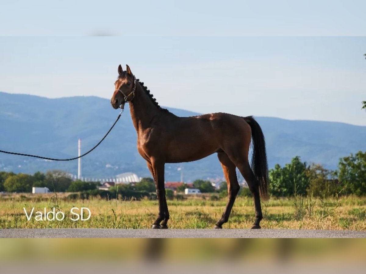 Caballo de Holstein Mestizo Semental 3 años Castaño oscuro in Zagreb