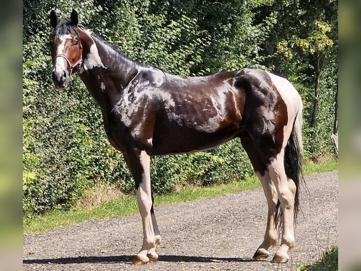 Caballo de Holstein Semental 6 años 173 cm Pío in SchenkenbergUckerfelde