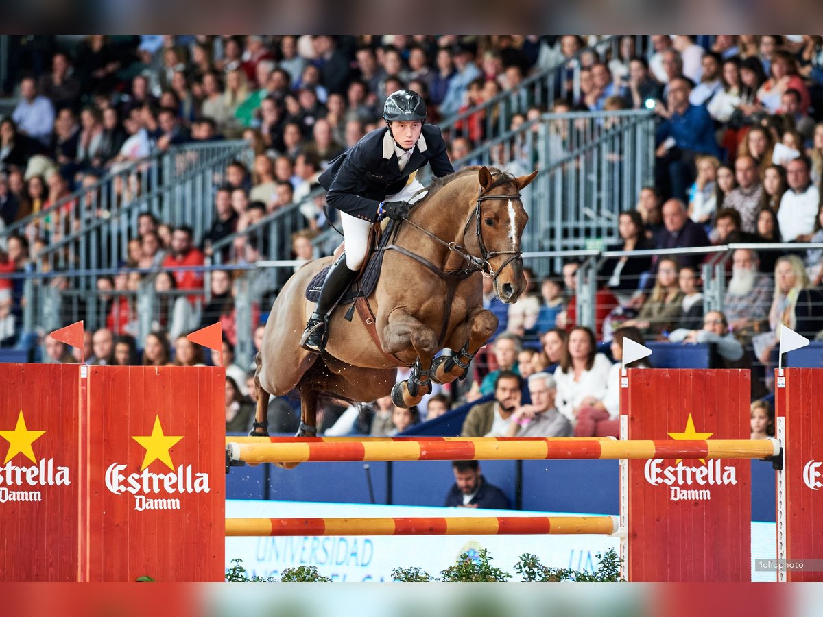 Caballo de Holstein Semental Alazán in wien