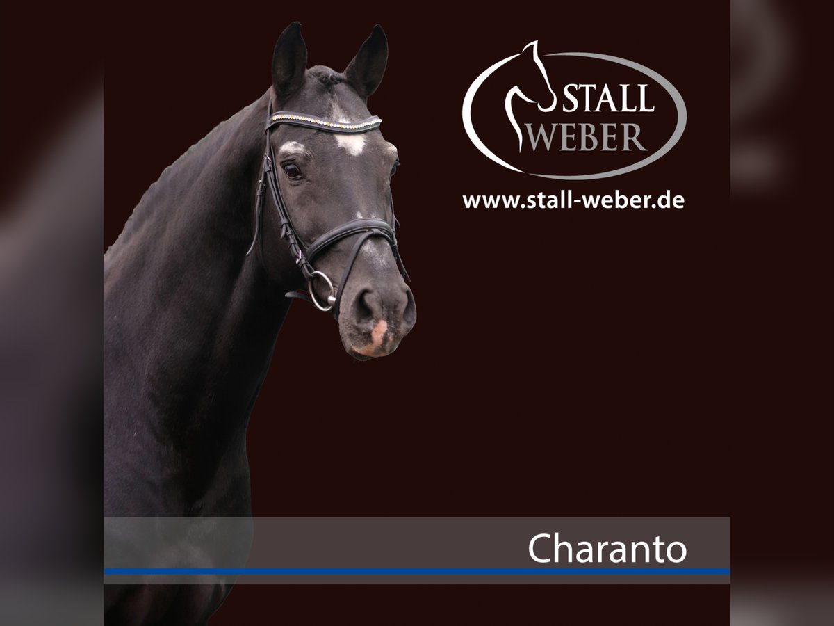 Caballo de Holstein Semental in Dudeldorf