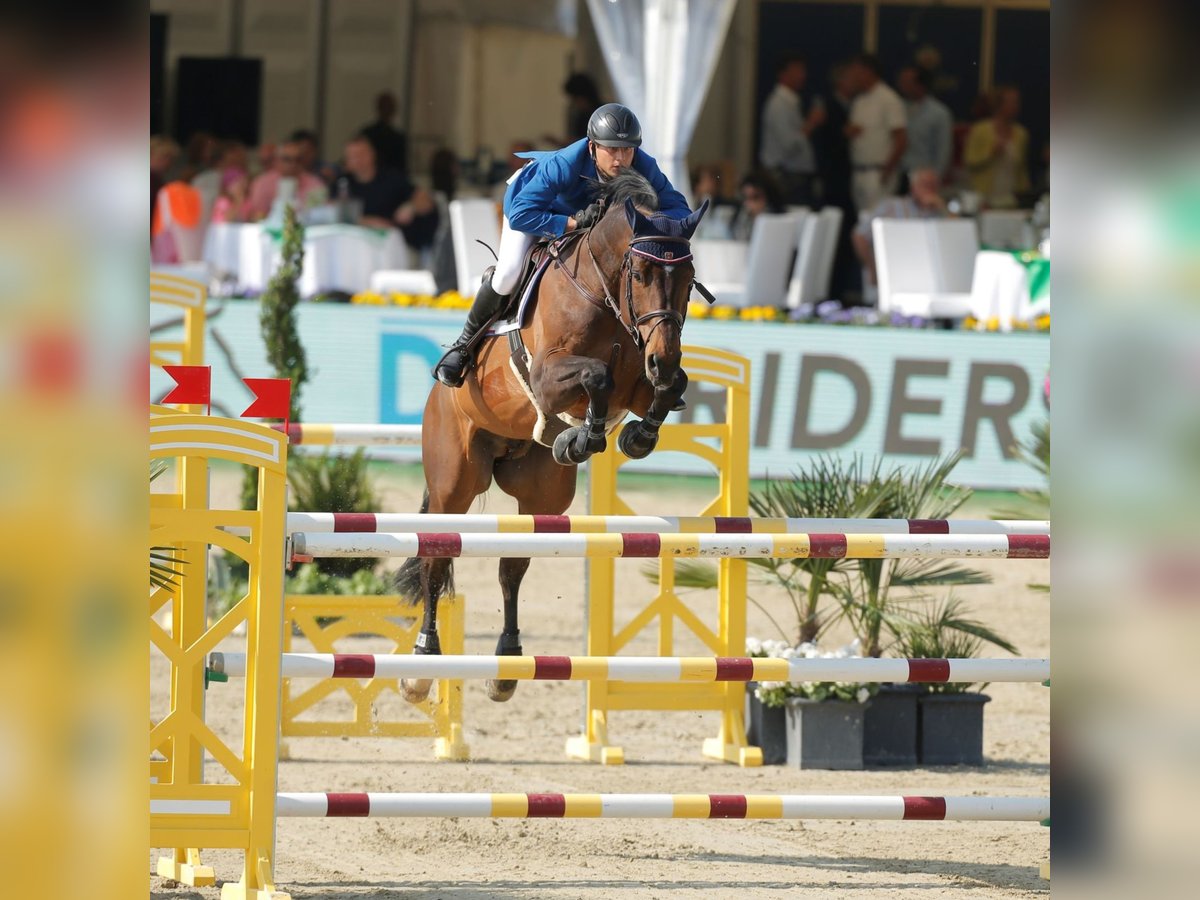 Caballo de Holstein Semental in Klein Offenseth-Sparrieshoop
