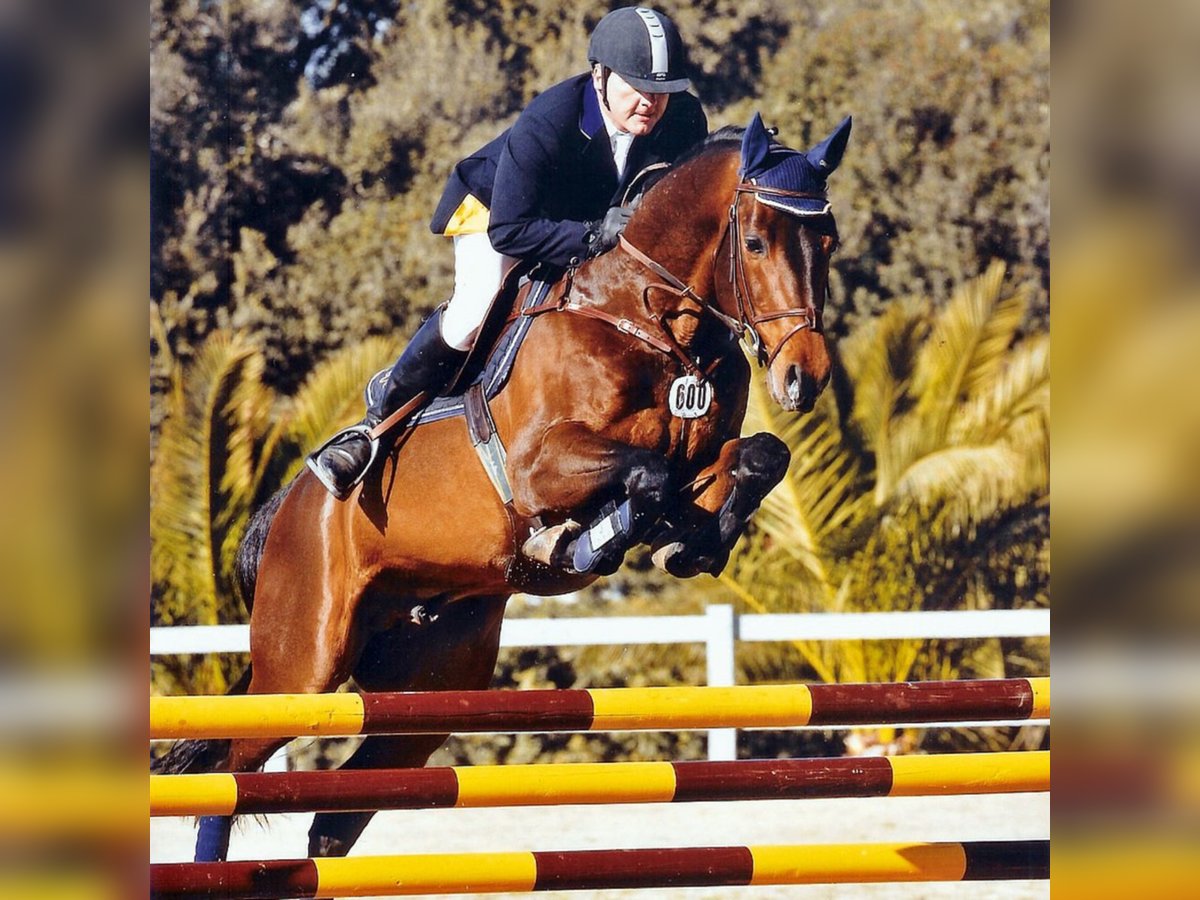 Caballo de Holstein Semental in Klein Offenseth-Sparrieshoop
