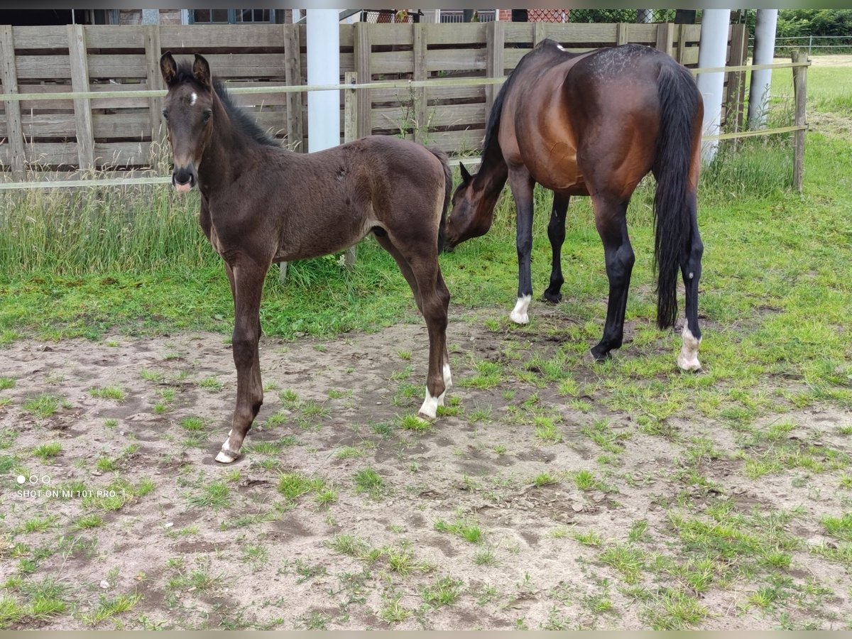 Caballo de Holstein Semental Potro (05/2024) 170 cm Negro in Dägeling