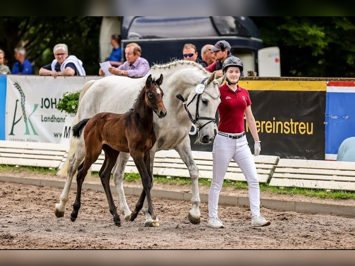 Caballo de Holstein Semental Potro (04/2024) 170 cm Tordillo negro in Seestermühe