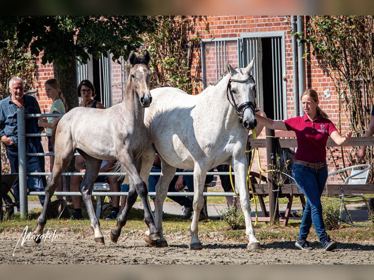 Caballo de Holstein Semental Potro (03/2024) 172 cm Tordo in Averlak