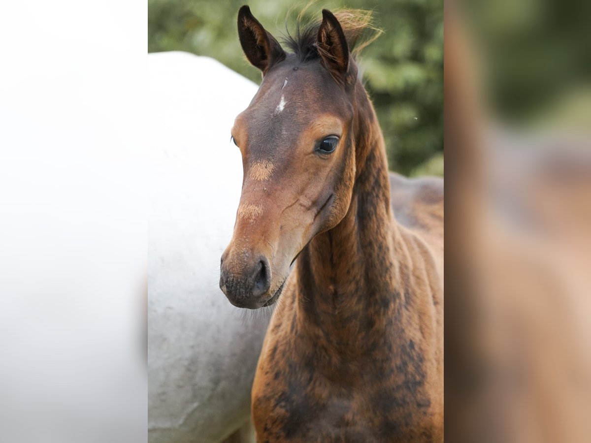 Caballo de Holstein Semental Potro (05/2025) Castaño in H&#xF6;rup