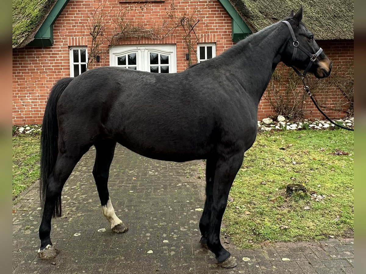 Caballo de Holstein Yegua 10 años 162 cm Negro in Lübeck