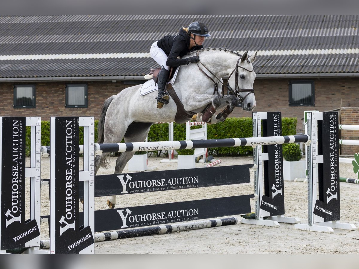 Caballo de Holstein Yegua 10 años 164 cm Tordo in Waddinxveen