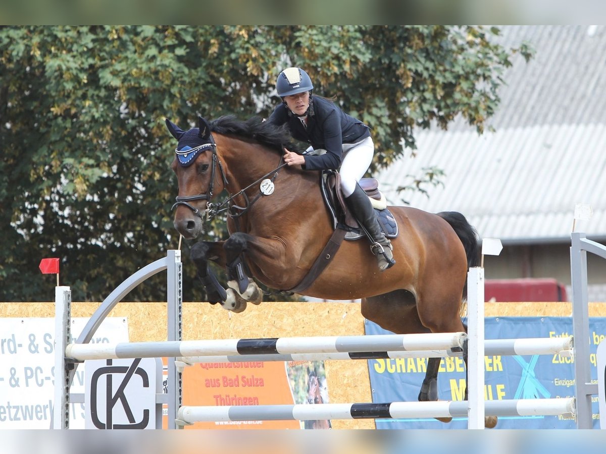 Caballo de Holstein Yegua 10 años 167 cm Castaño in Dargun