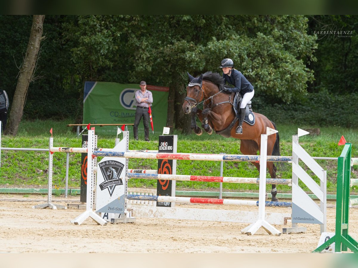 Caballo de Holstein Yegua 10 años 173 cm Castaño oscuro in Niederkassel