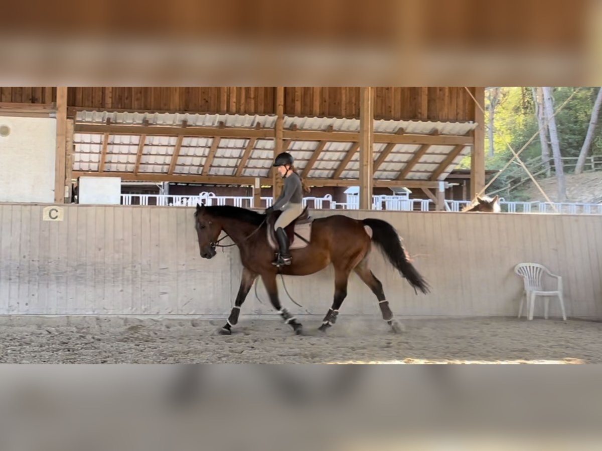 Caballo de Holstein Yegua 11 años 163 cm in Rosbach vor der Höhe Ober-Rosbach