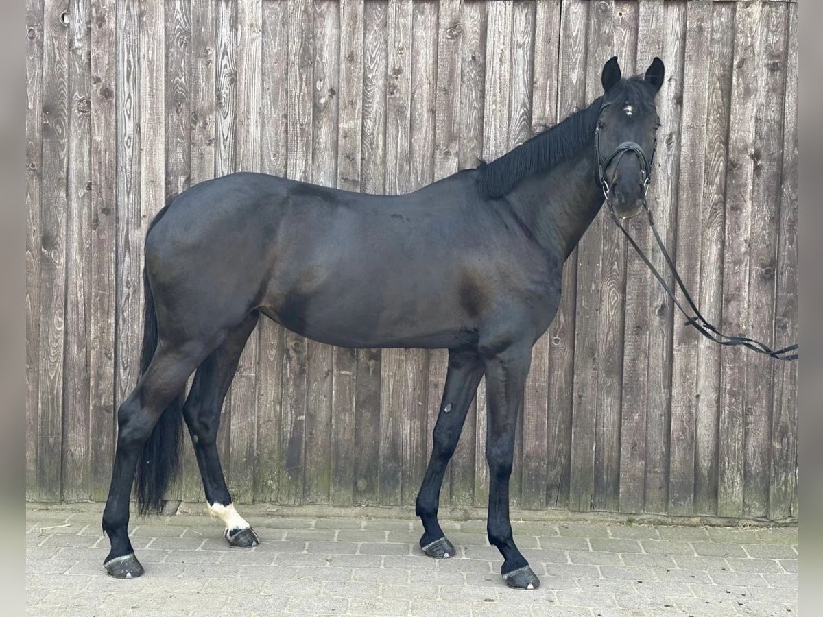 Caballo de Holstein Yegua 11 años 170 cm Negro in Sangerhausen