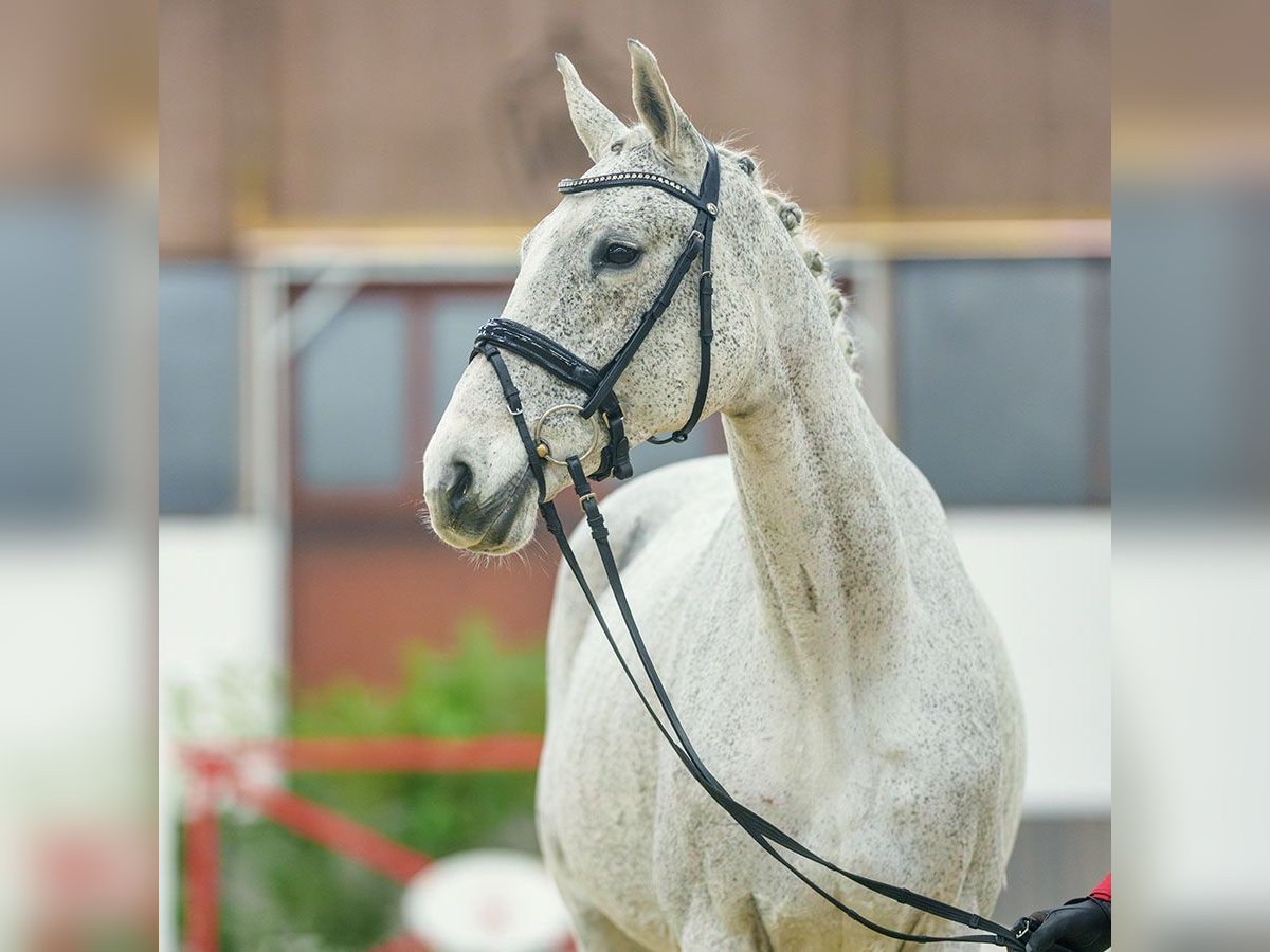 Caballo de Holstein Yegua 11 años Tordo in Münster-Handorf