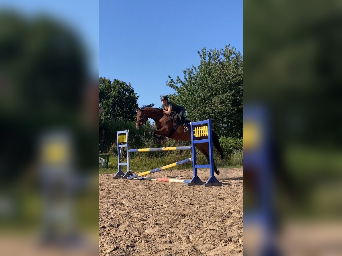 Caballo de Holstein Yegua 12 años 165 cm Castaño in B&#xFC;delsdorf