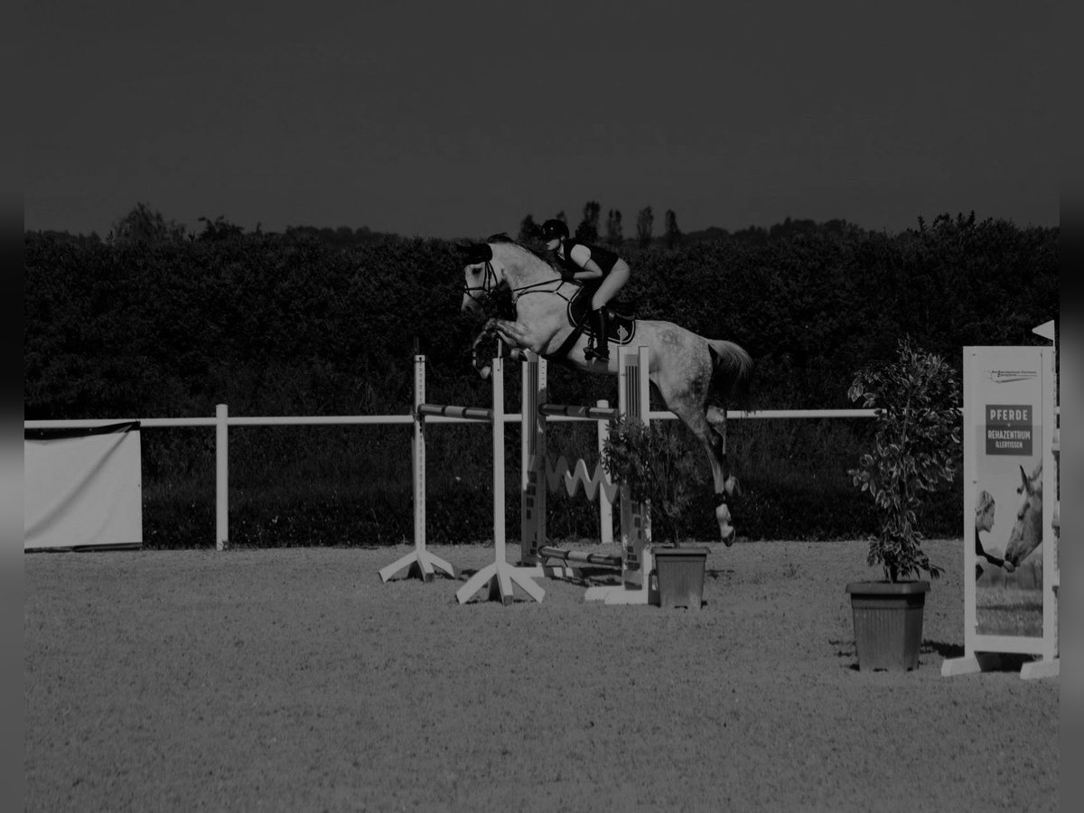 Caballo de Holstein Yegua 12 años 168 cm Musgo in Laupheim