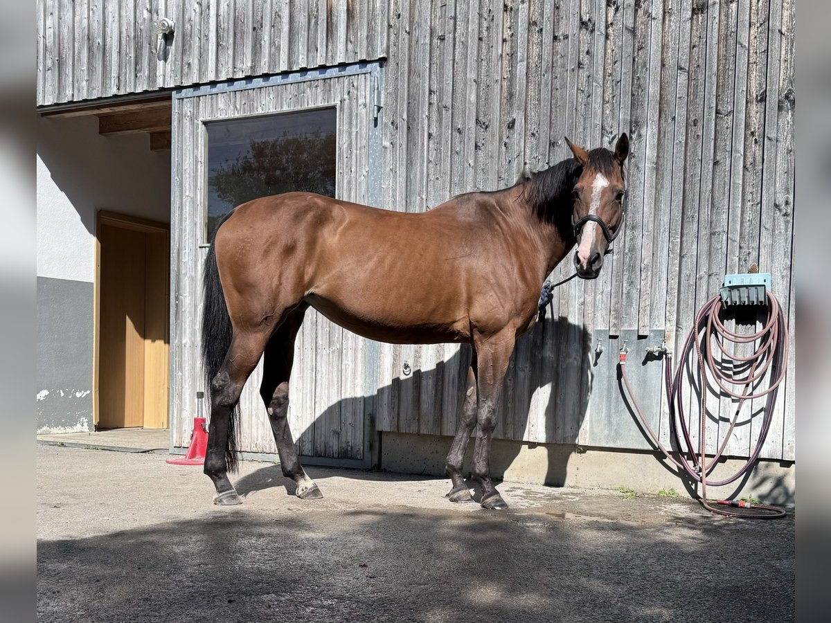 Caballo de Holstein Yegua 12 años 173 cm Castaño in Kaufbeuren