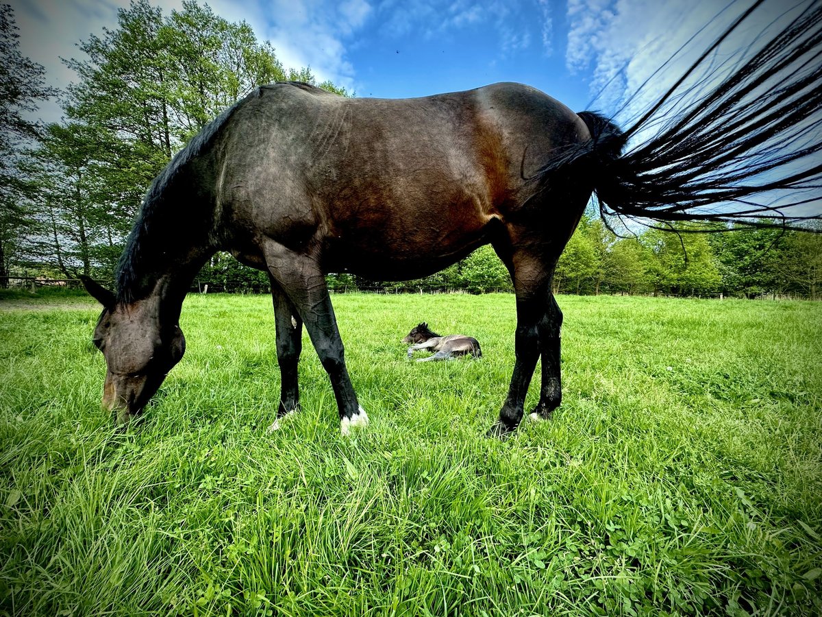 Caballo de Holstein Yegua 13 años 164 cm Castaño oscuro in Hamburg