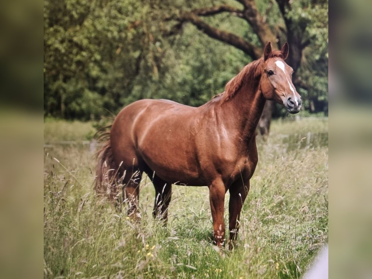 Caballo de Holstein Yegua 13 años 165 cm Alazán in Greifenstein