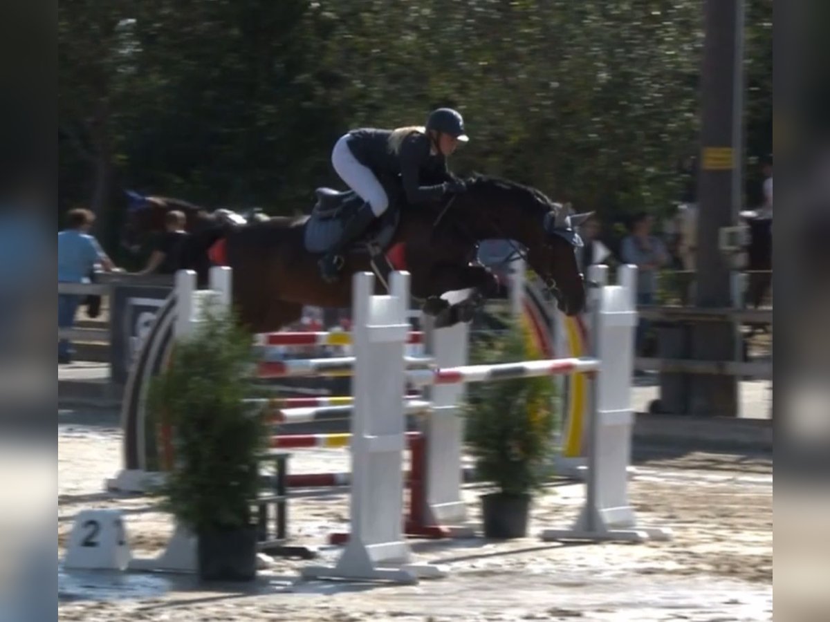 Caballo de Holstein Yegua 14 años 167 cm Morcillo in Wiesbaden