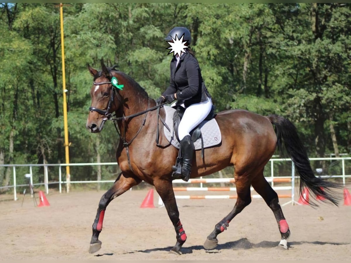 Caballo de Holstein Yegua 14 años 168 cm Castaño oscuro in Blizanów