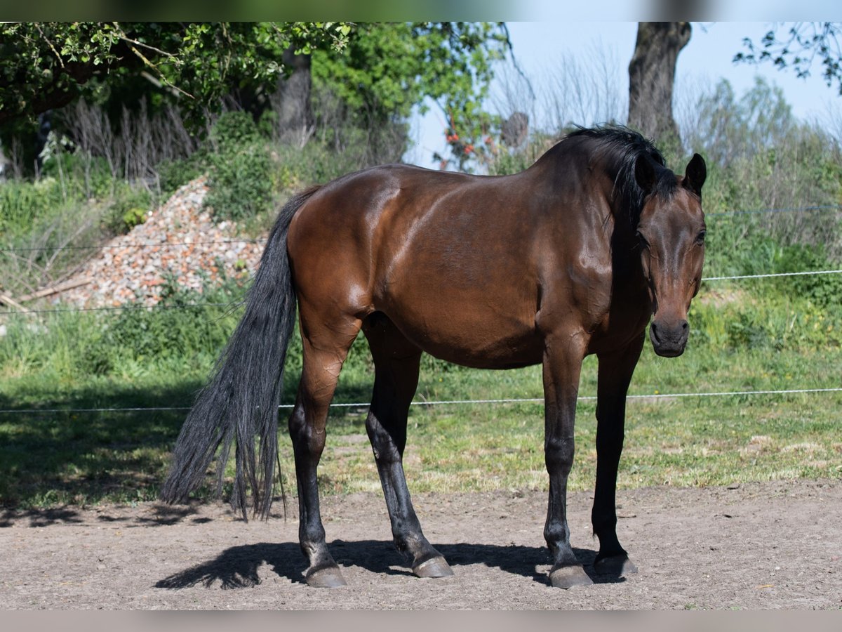 Caballo de Holstein Yegua 14 años 169 cm Castaño in Szewno