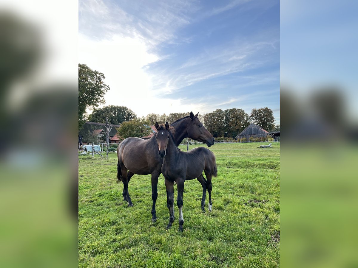 Caballo de Holstein Yegua 14 años Castaño in Westerstede