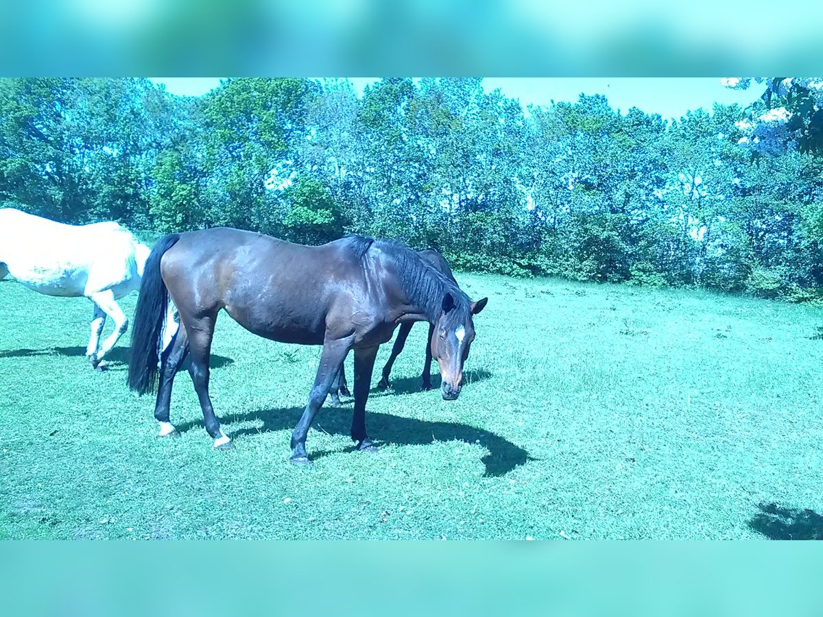 Caballo de Holstein Yegua 15 años 168 cm Castaño in tingev