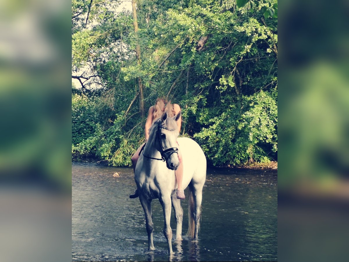 Caballo de Holstein Yegua 15 años 170 cm in Wanzleben-B&#xF6;rde