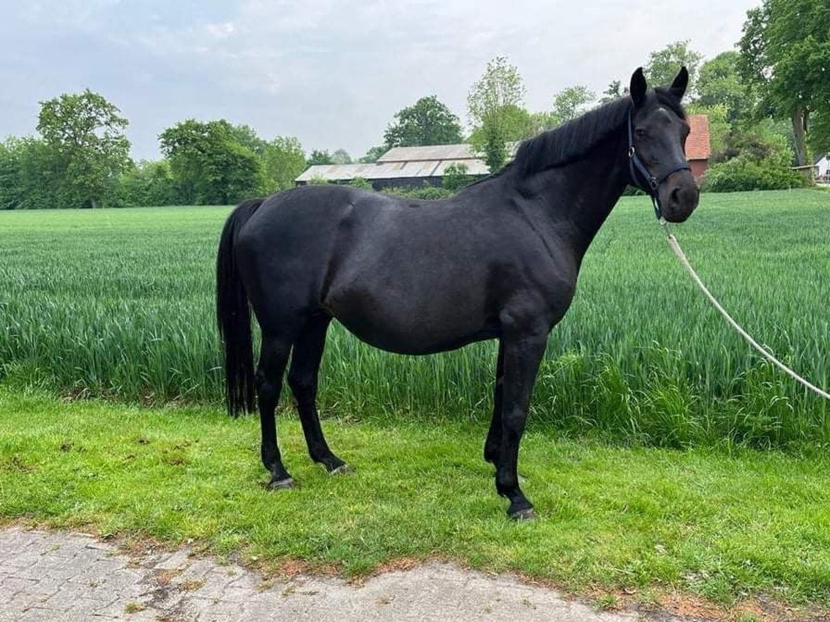 Caballo de Holstein Yegua 15 años 172 cm Negro in Nysa