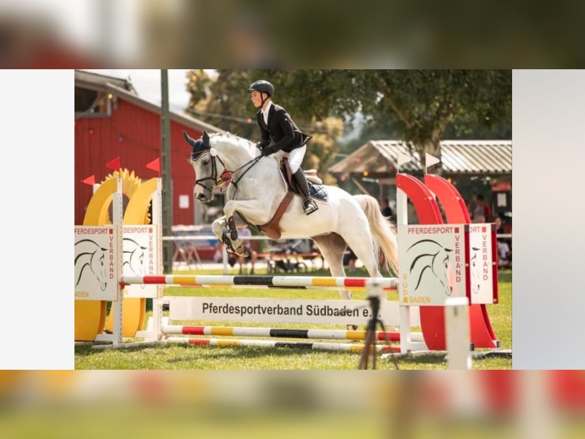 Caballo de Holstein Yegua 16 años 165 cm Tordo in dornbirn