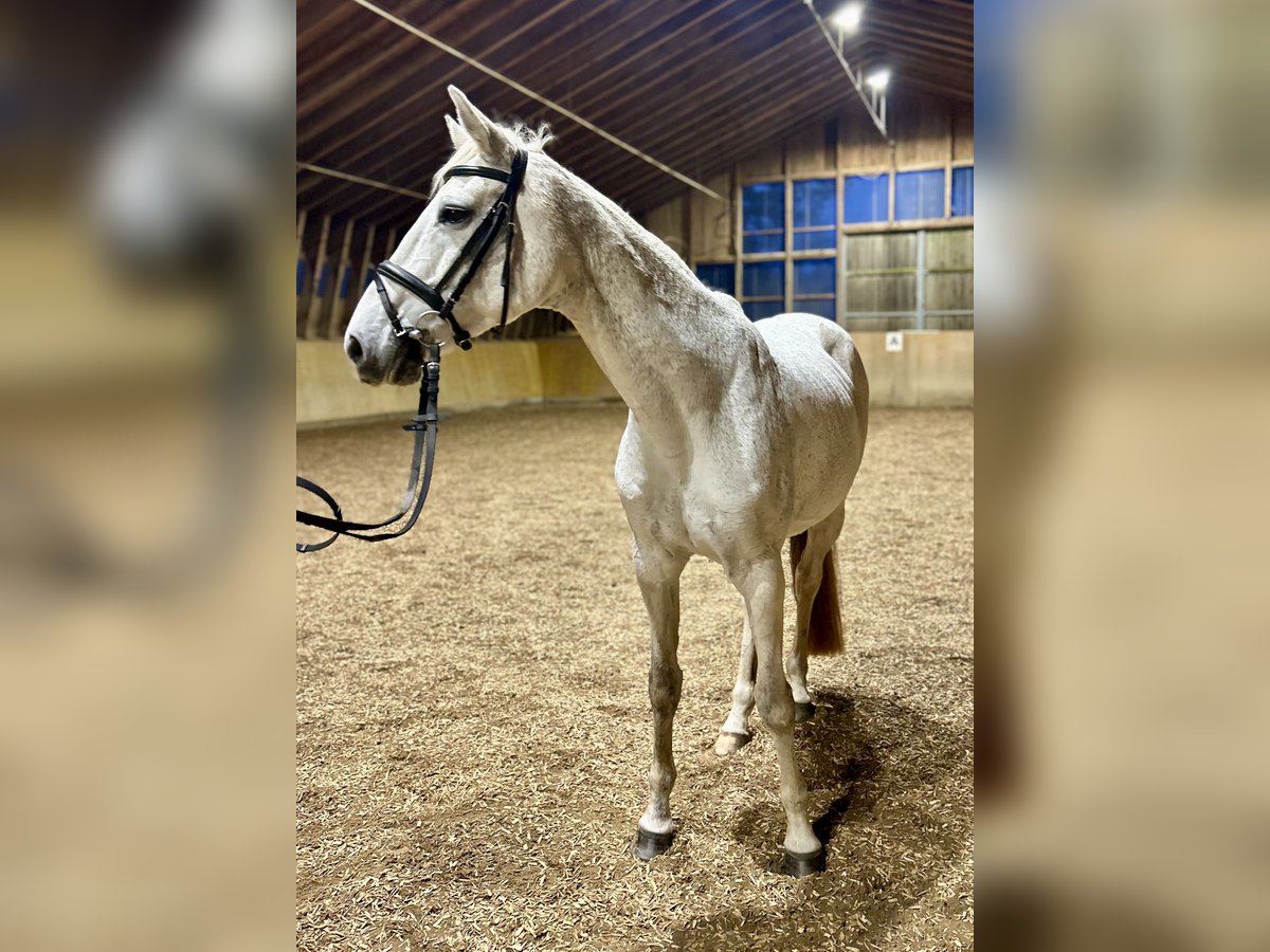 Caballo de Holstein Yegua 16 años 165 cm Tordo in Schrobenhausen