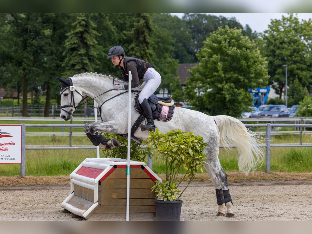 Caballo de Holstein Yegua 16 años 170 cm Tordo in Wachtberg