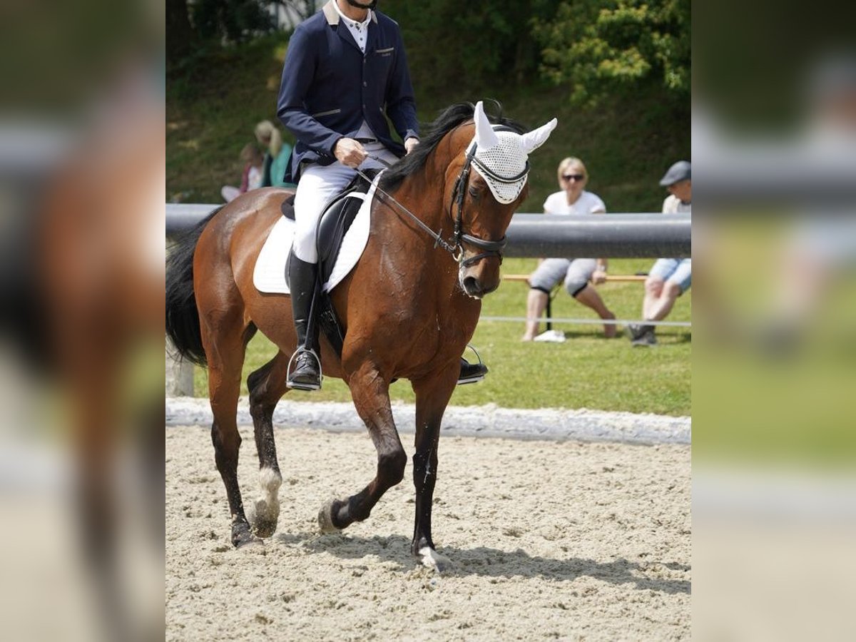 Caballo de Holstein Yegua 18 años 168 cm Castaño in Berndorf