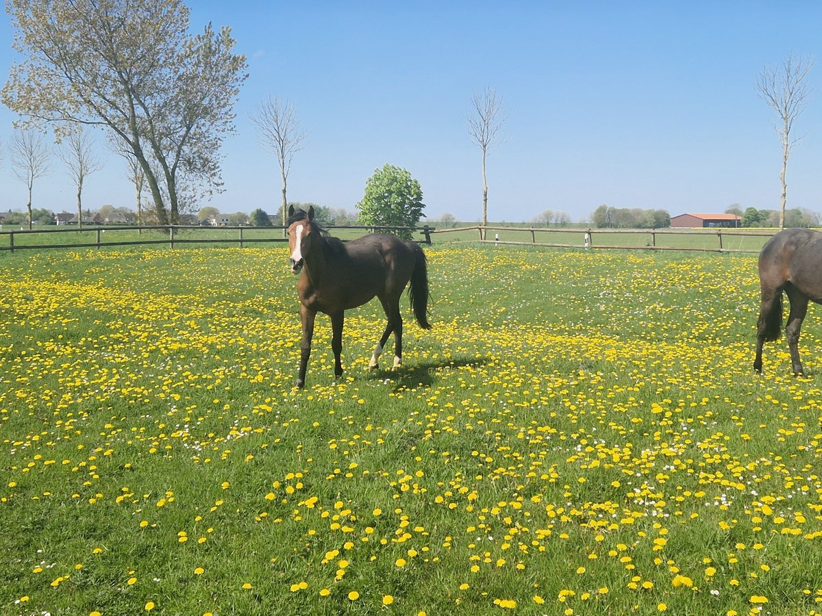 Caballo de Holstein Yegua 2 años Castaño in Hedwigenkoog