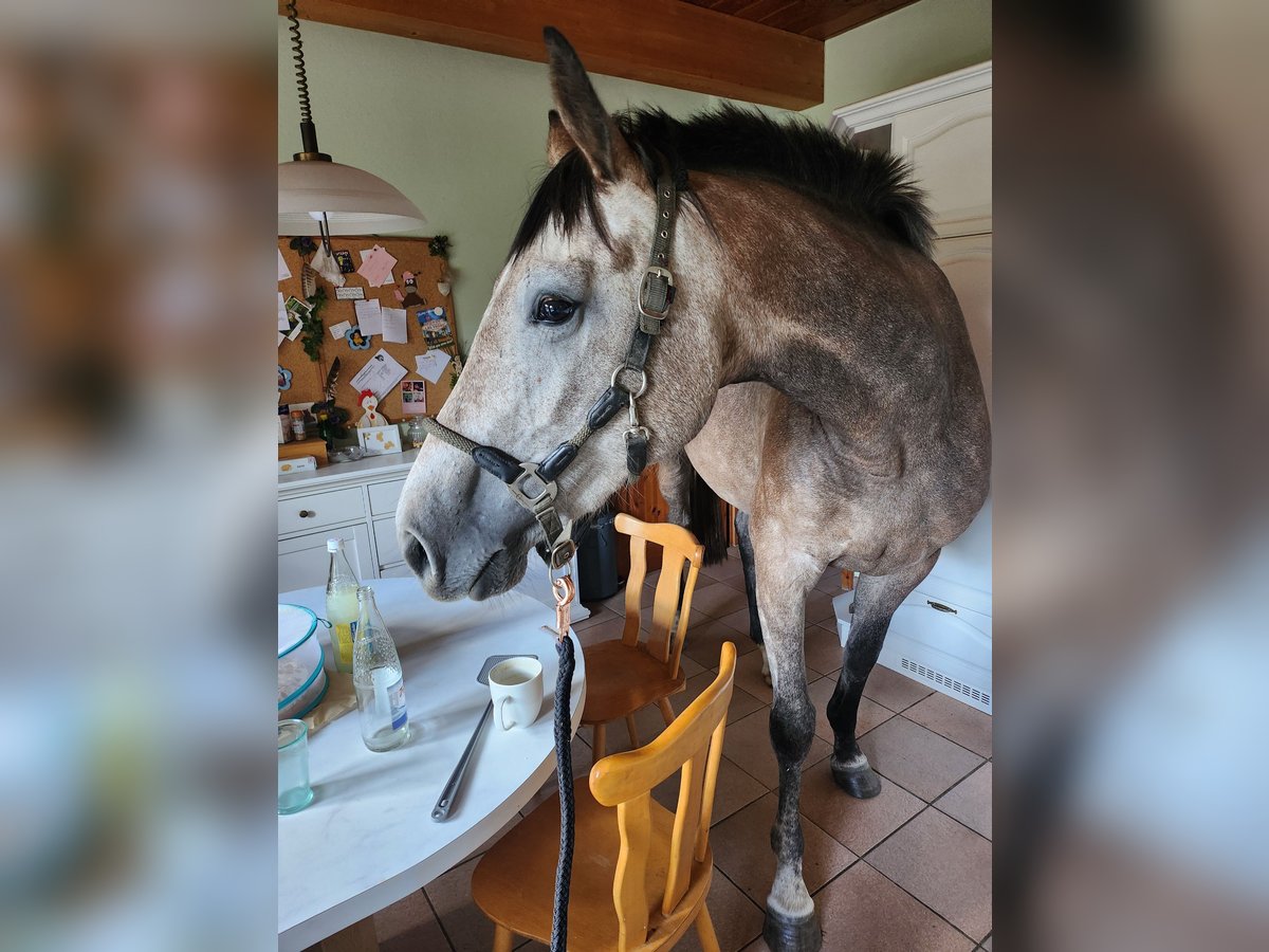 Caballo de Holstein Yegua 3 años 165 cm Tordo in Revensdorf