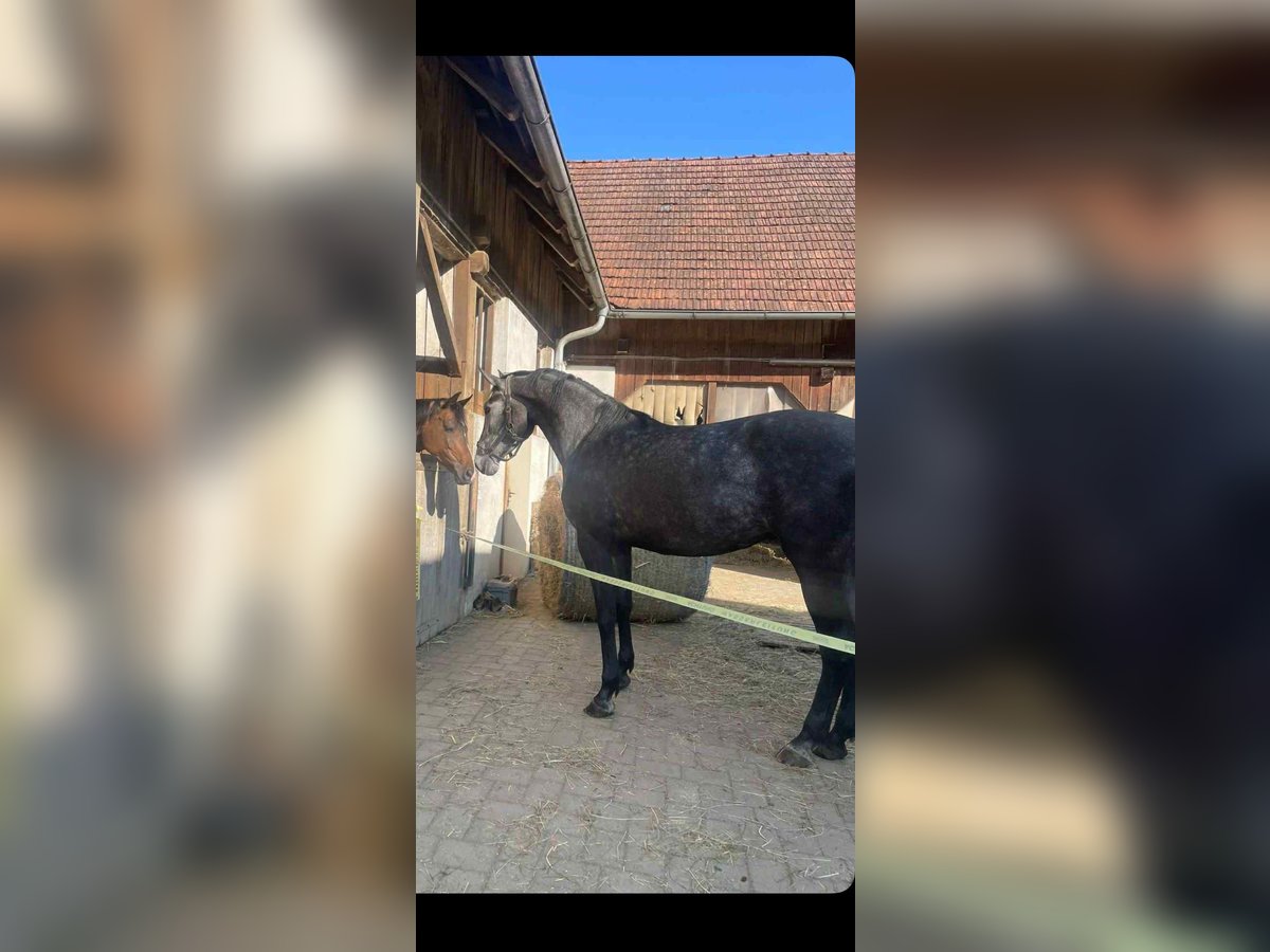 Caballo de Holstein Yegua 3 años 170 cm Tordillo negro in St. Stefan im Rosental Caballo de Holstein Yegua 3 años 170 cm Tordillo negro in St. Stefan im Rosental