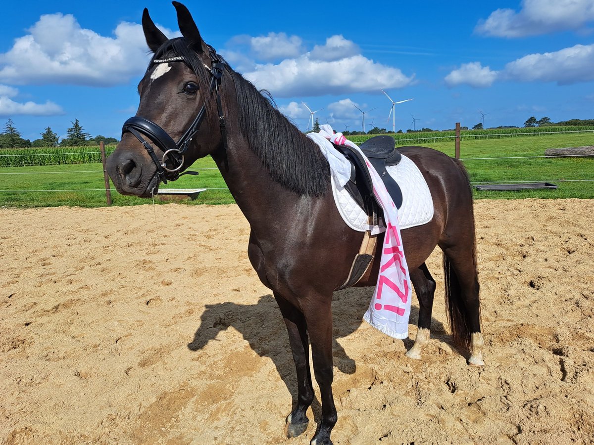 Caballo de Holstein Yegua 4 años 153 cm Morcillo in Achtrup