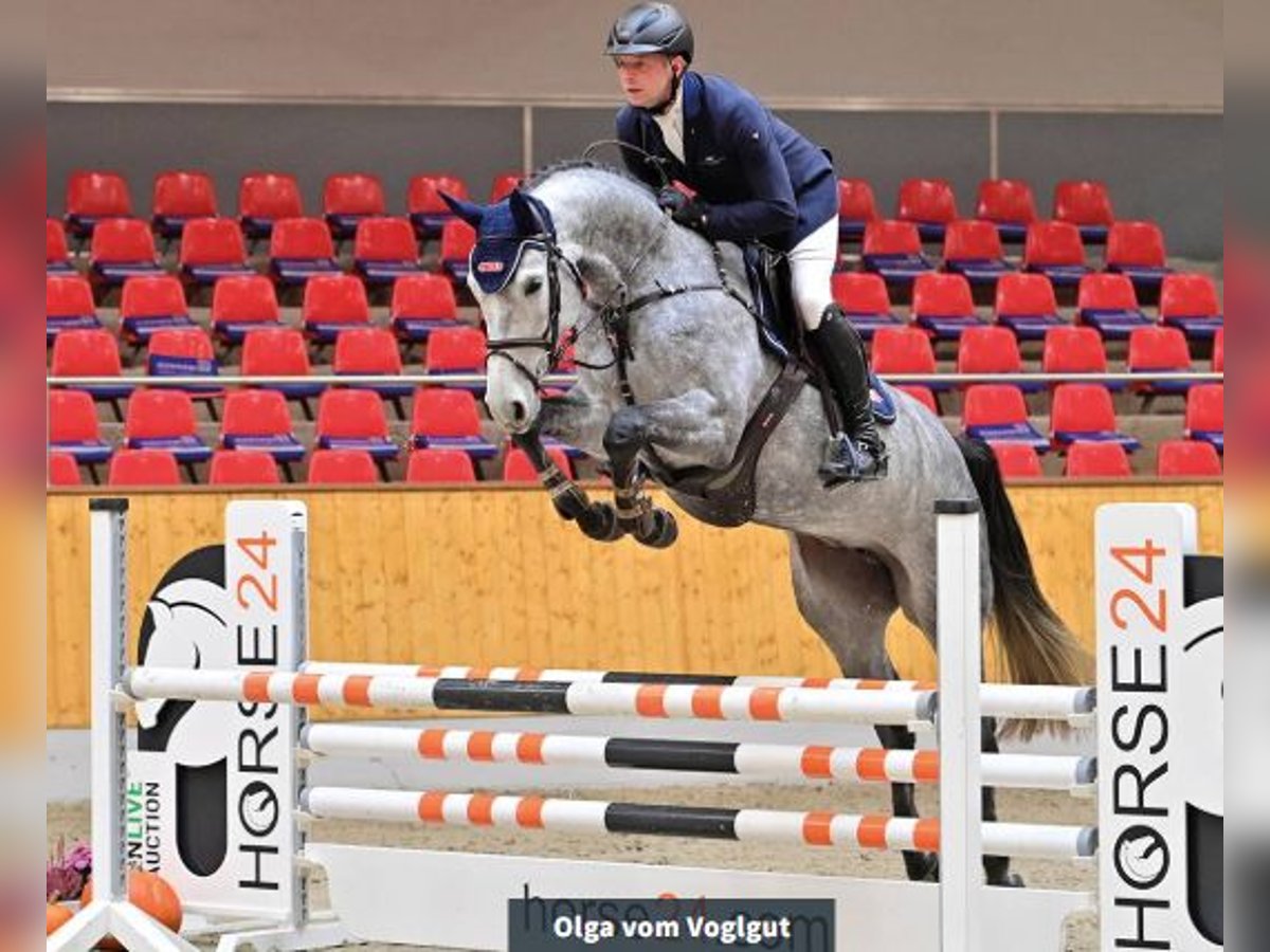 Caballo de Holstein Yegua 4 años 168 cm Tordo in Vechta