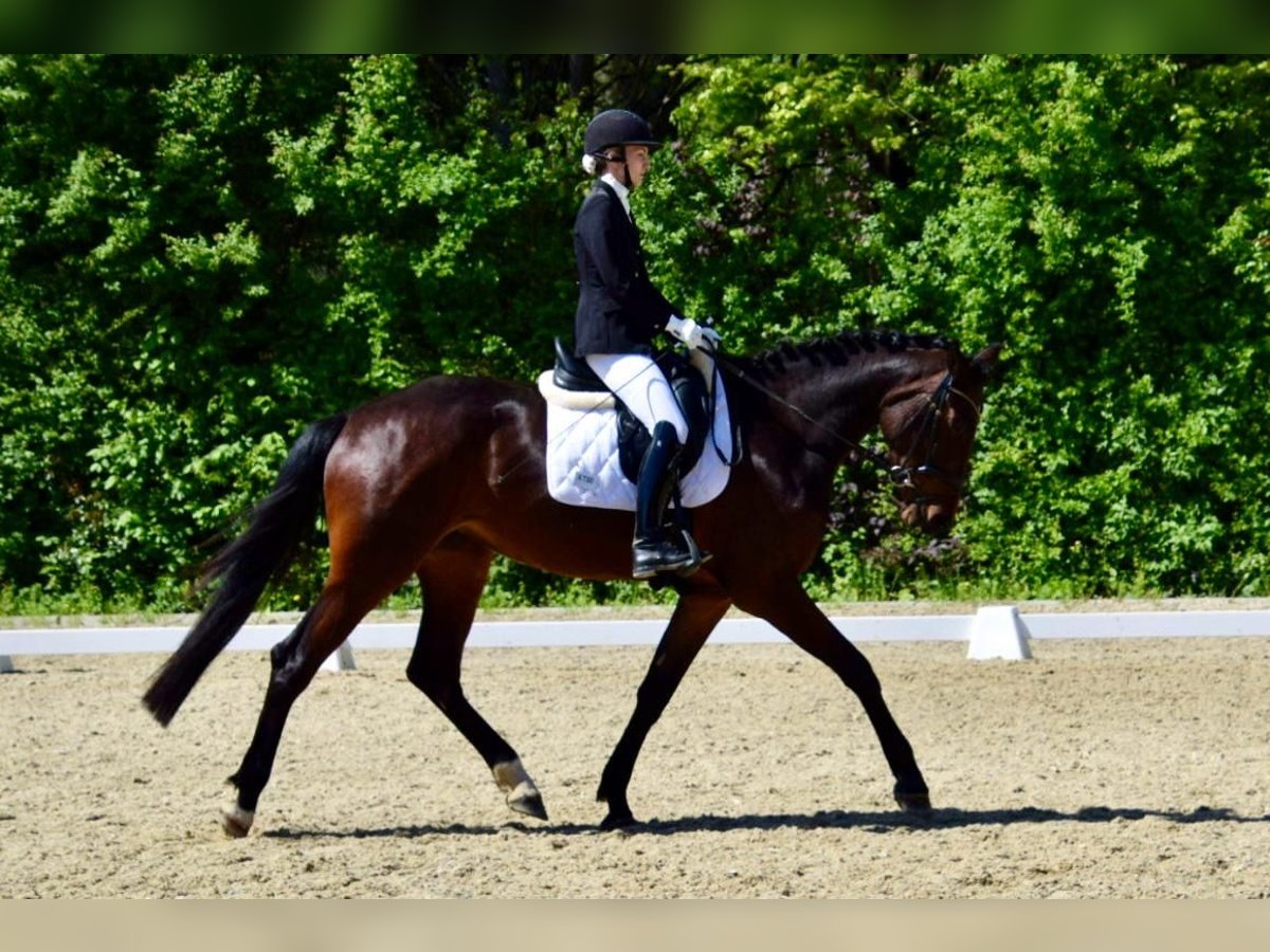 Caballo de Holstein Yegua 4 años 175 cm Castaño in Hart bei Graz