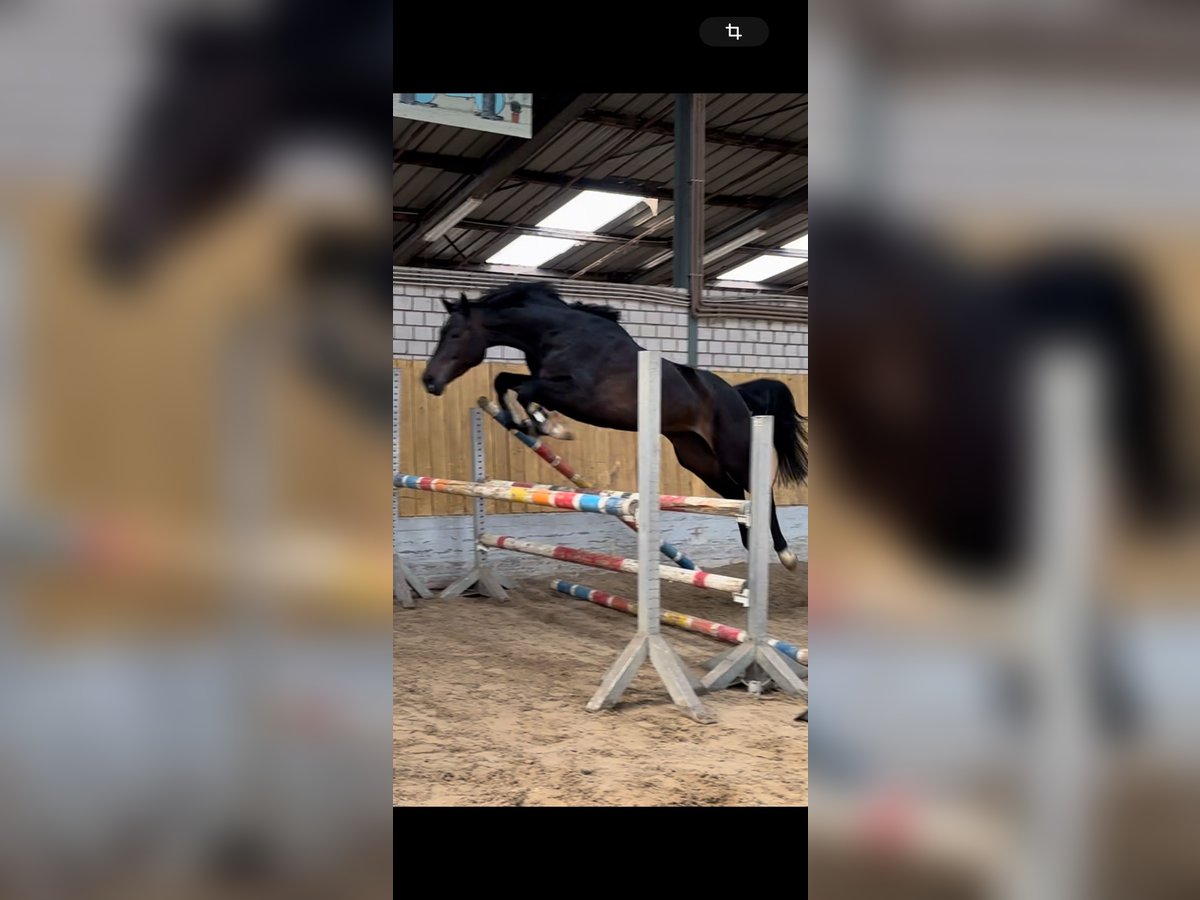 Caballo de Holstein Yegua 5 años 168 cm Morcillo in K&#xF6;ln