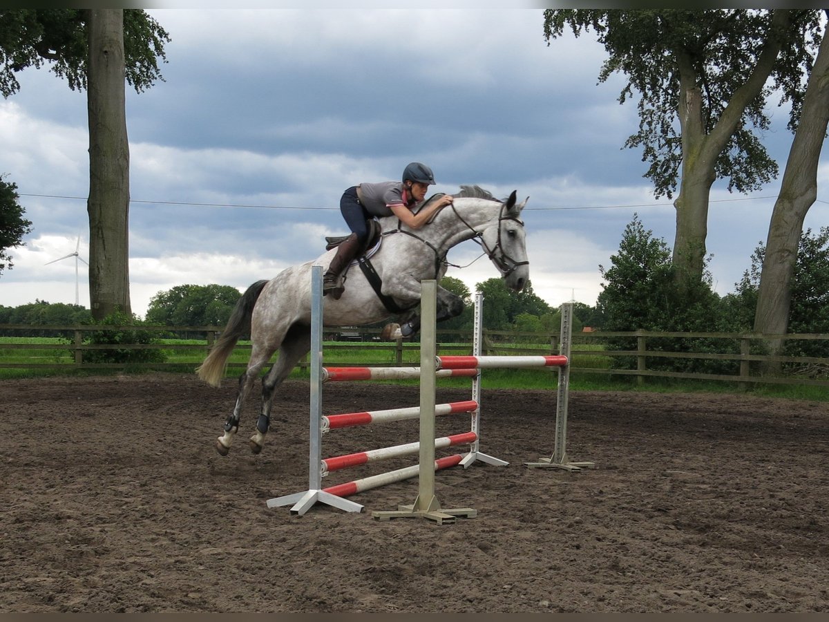 Caballo de Holstein Yegua 5 años 168 cm Tordo rodado in Drentwede