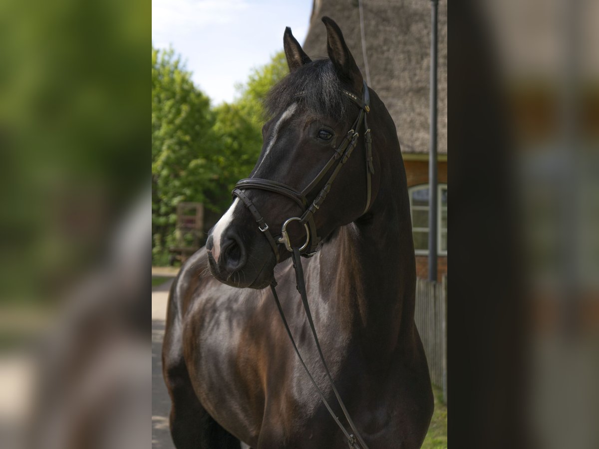 Caballo de Holstein Yegua 5 años 170 cm Negro in Rodenbek