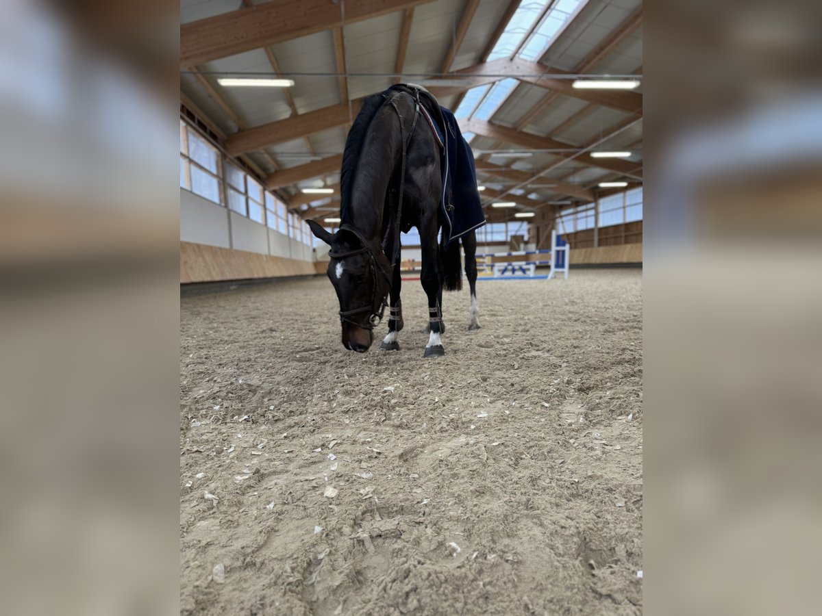 Caballo de Holstein Yegua 5 años 172 cm Morcillo in Erharting