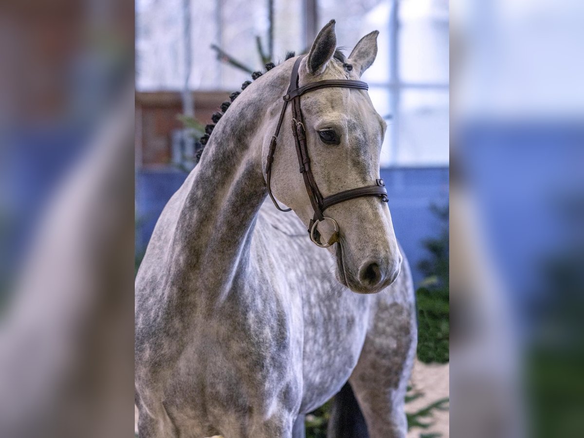 Caballo de Holstein Yegua 5 años 174 cm Tordo rodado in Diepholz