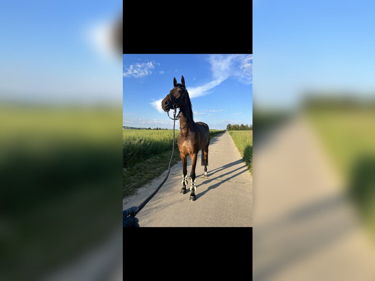 Caballo de Holstein Yegua 5 años 176 cm in Wendlingen am Neckar