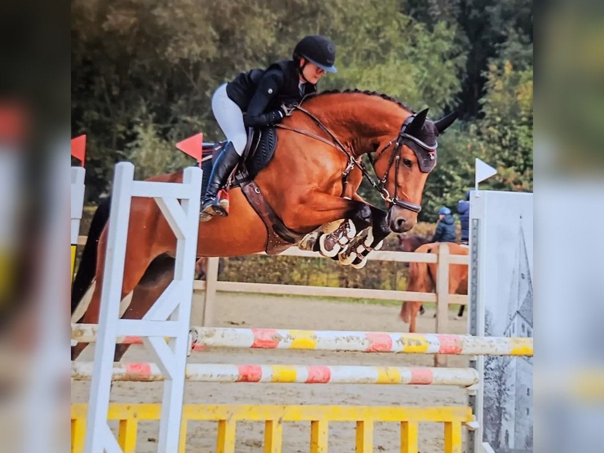 Caballo de Holstein Yegua 5 años Castaño in Wächtersbach