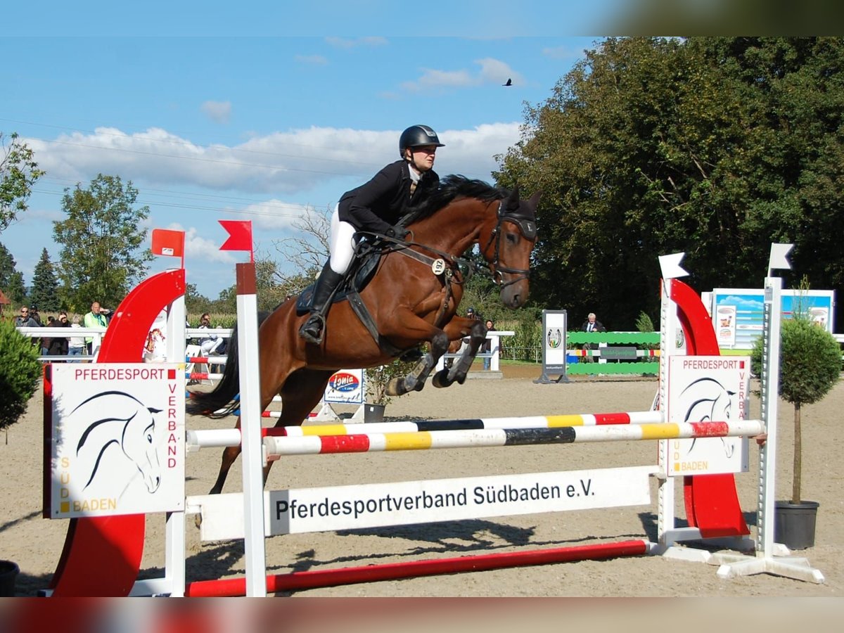 Caballo de Holstein Yegua 6 años 163 cm Castaño in Lörrach