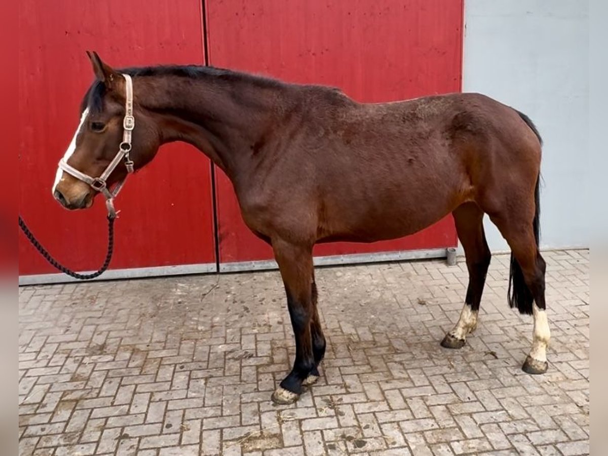 Caballo de Holstein Yegua 6 años 164 cm Castaño in Penig